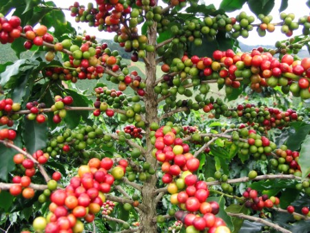 Caff&egrave; Meglio Arabica o Robusta
