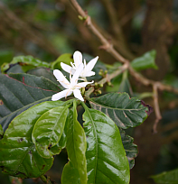 Un link podcast caff&egrave;